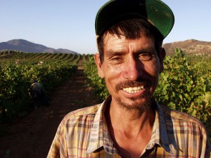 First trim bush, then pick grapes.