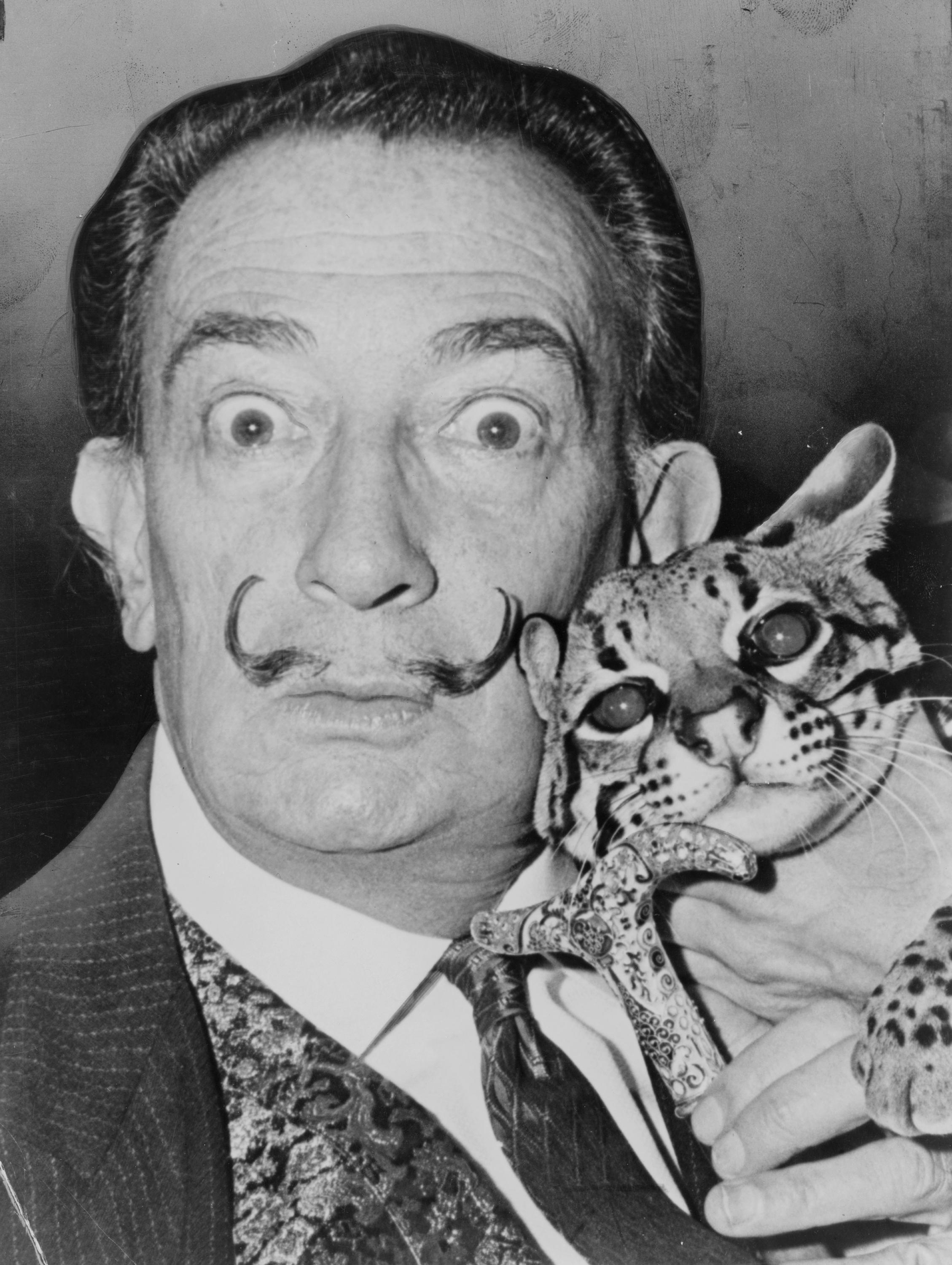 dali cats