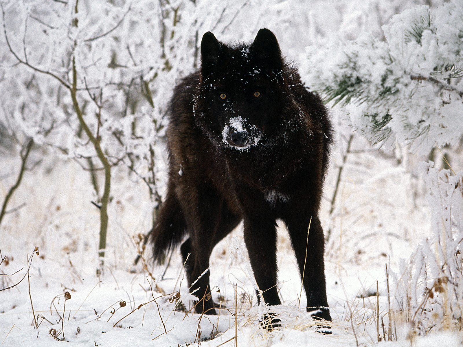 Afflictor.com · Old Print Article: “Wolves Kill Bridal ...
 New World Black Wolves