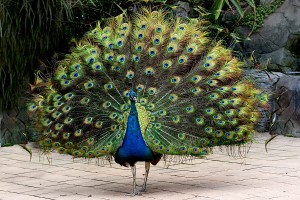 A peacock. But proud?