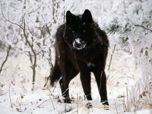 wolf43210
