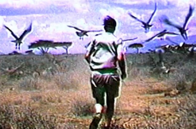 George Plimpton's Video Falconry Is A Real Thing