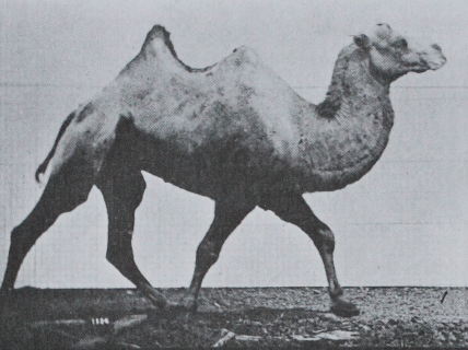 Muybridge_Camel_Racking